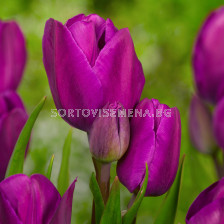 Лале Purple Bouquet / Special edition / 1 бр