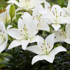 Лилиум  /Lilium asiatic 'Inuvik' / 1 бр