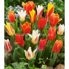 Лалета (Tulips) Greigii mix