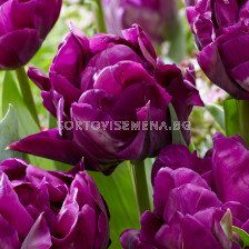 Лале Purple Peony 1 бр