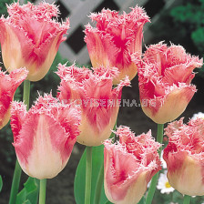 Лале /Tulip Fancy Frills/ 1 бр