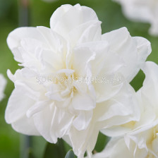 Нарцис Calgary /Special edition/ 1 бр