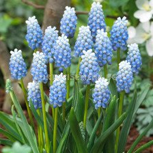 Мускари /Muscari 'Peppermint'/ 1 бр