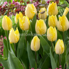 Лале Sunny Prince 1 бр