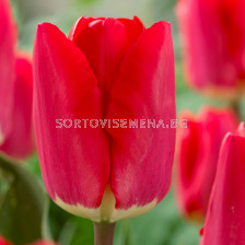 Лале FOSTERY KING 