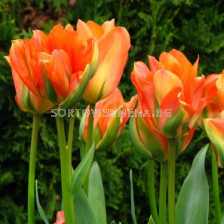 Лале DISNEYLAND PARIS 