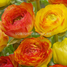 Ранункулус /Ranunculus picotee orange/ 