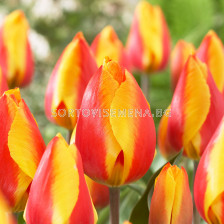 Лале /Tulips 'Bright Flair' / 1 бр