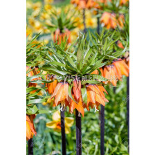 Фритилария /Fritillaria imperialis 'Garland Star'/ 1 бр