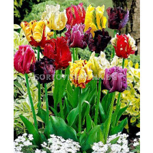 Лалета (Tulip) Parrot микс 