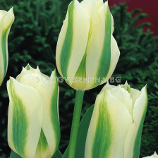 Лале White Spring Green 1 бр