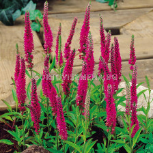 Вероника /Veronica Spicata Rotfuchs/ 1 бр