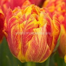 Лале Monte Flame /Special edition/ 1 бр - sortovisemena.bg Лале Monte Flame /Special edition/ 1 бр