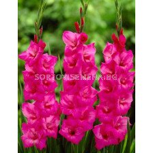 гладиол (Gladiolus) Fidelio