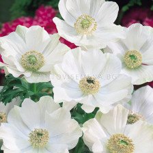 Анемони бял /Anemone The Bride/  1 бр