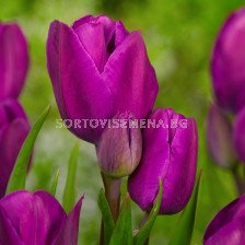 Лале Purple Bouquet / Special edition / 1 бр