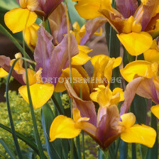 Ирис  /Iris dutch Bronze Perfection/ 1 бр