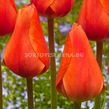 Лале Esmee/ 11/12