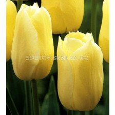 Лале (Tulip) Late City of Vancouver 