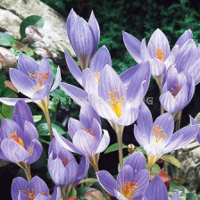 Минзухар (Crocus) Speciosus Conqueror - 1бр