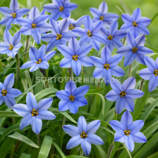 Ифейон /Ipheion uniflorum 'Jessie'/ 1 бр