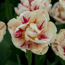 Лале /Tulips 'Flaming Margarita' / 1 бр