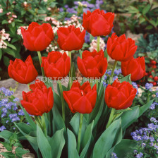 Лале /Tulips 'Largo' / 1 бр