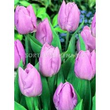Лале (Tulip) Single Early Candy Prince 