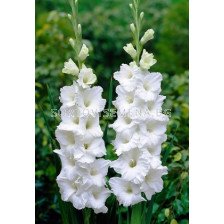 Гладиол (Gladiolus) Essential