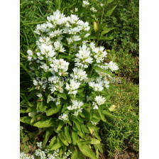 Камбанки бяла / campanula glomerata alba / 1 бр коренище 