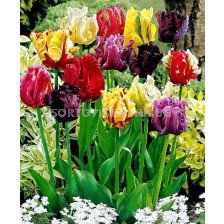 Лалета (Tulip) Parrot микс 