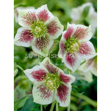Кукуряк / Helleborus Or. Bollene / 1 бр