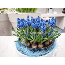 Мускари /Muscari armeniacum/ 1 бр