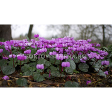 Циклама / Cyclamen coum / 1 бр