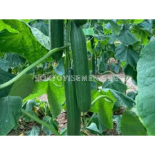 Семена краставици Eslora F1 - 250 семена