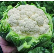 Семена карфиол Фарго F1