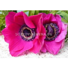 Анемоне розов Anemone Sylphide 1 бр