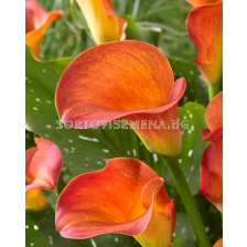 Кала / Orange Beauty / 1 бр