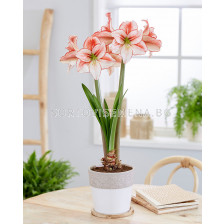 Амарилис Table Dance/ 1 бр