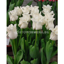 Лале White Liberstar