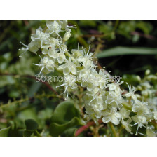 Марейска лоза /Anredera cordifolia/ 10 бр