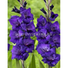 гладиол Purple Flora