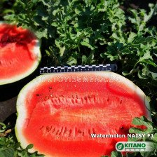 Семена Дини Нейзи F1 - Watermelon Naisy (KS 638) F1