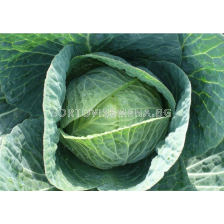 Семена Зеле презимуващо Stanton F1 - BJ