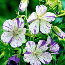 Здравец / Geranium Splish Splash / 1 бр