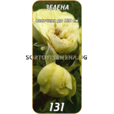 Храстовидна роза 131