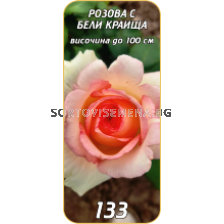 Храстовидна роза 133