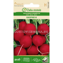 Репички Каспър (RADISH KASPAR) 'SK Хибрид - 3 г