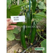 Семена Kраставици KS 195 (тип Beth Alpha) - 100 сем