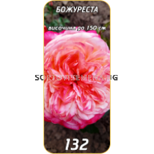 Храстовидна роза 132